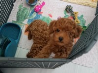 Efsane poodle yavrularım ev ortamında