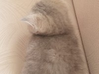 Ev ortamında büyüyen british longhair