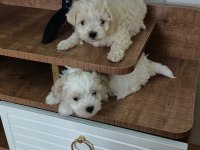 50 günlük maltipoo yavru