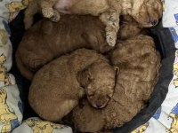 Kore kan toy poodle