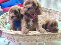 ANNE BABA ORJİNAL CAVAPOO YAVRULAR