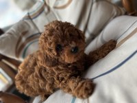 Aileden orjinal toy poodle bebeklerim