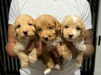 MALTİPOO YAVRULAR 4 DİŞİ 3 ERKEK