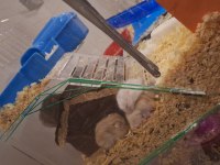 Ele Alışık Sağlıklı Gonzales Hamster Yavruları