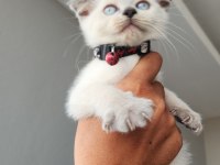 British blue point mavi göz ve scottish fold düşük kulak