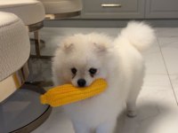 9 Aylık Pomeranian Satılık