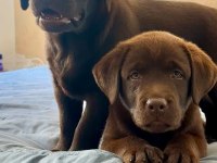 TÜRKİYENİN EN ÖZEL ÇİFLİĞİNDEN LABRADOR YAVRULARI 