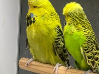Show jumbo muhabbet kuşu takımlar yavru garantili