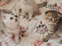 2 aylık scottish fold ve british