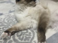4 yaşında dişi ragdoll