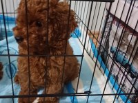 Toy poodle yavru