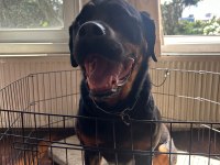 Safkan Eğitimli Rottweiler