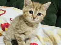 Güzel Golden Tabby Bir Prenses Kedimiz Bırakıyorum Buraya