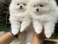 Pomeranian boo teddy