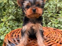 Teacup yorkshire terrier