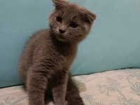 SCOTTİSH FOLD ERKEK YAVRUMUZ OYUNCU VE SAĞLIKLI ÜCRETLİ