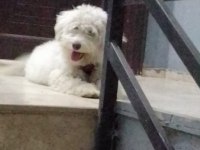 7 aylık aşıları tam cipli dişi maltipoo