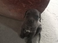 Estetikli Blue Cane Corso Yavru