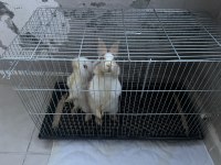 2 Adet Tavşan
