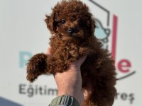 Show Kalite Tea Cup Kore Toy Poodle Yavrularımız