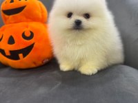 Nadir olan kar beyaz pomeranian yavrularımız