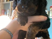 45 günlük 4 güzel toy poodle yavru