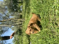 Anne altından maltipoo yavrularımız