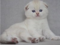 Topaç kafa silver scottish fold