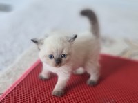 Mavi boncuklarım british shorthair