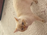 British shorthair 1 yaşına yakın