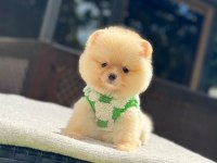 Yavru Pomeranian Boolarımız