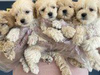 Shoooowwww Kalite Maltipoo Yavrular Ankara Mağazamızda