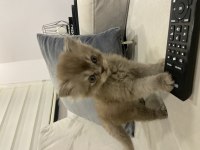 British longhair 43 günlük yavru
