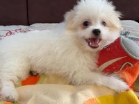 Havanese Terrier İle Foxy Pomeranian Kırması