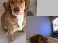 Acil yuva aranıyor golden retriever