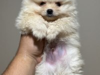 Pomeranian yavrumuz kar beyaz aşılı ped eğitimli
