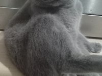 1 yaşında scottish fold