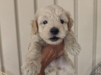 3 erkek kardeş maltipoo