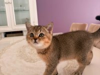 75 Günlük British Shorthair Yeni Yuvaya Gitmeye Hazır