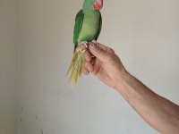 İskender papağanı bebek