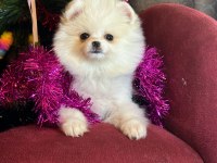 Mini Boy Pomeranian Boo