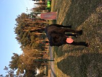 cane corso 10 aylık