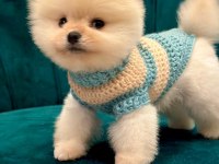Sağlıklı pomeranian boo