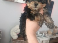 Yorkshire terrier yavruları