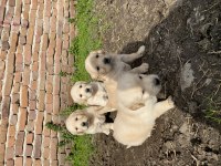Mükemmel kalite GOLDEN retriever yavrular