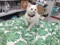 A Kalite british shorthair yavrularımız