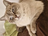 2,5 yaşında dişi british shorthair