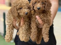 Konya içi elden teslim toy poodle bebekler