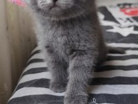 Bizde geldik - british shorthair kediler