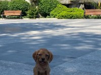 COCKER YAVRULARI ACİL ANTALYA UYGUN FİYAT